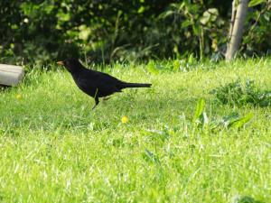 Blackbird 2